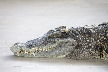 Isolat de tête et de dents de crocodile de portrait