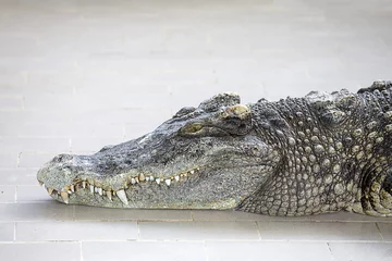 Photo sur Aluminium Crocodile Isolat de tête et de dents de crocodile de portrait