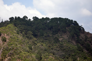 Mountain Forest