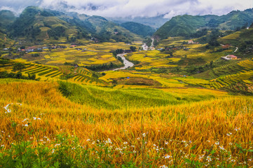 Terrace field rice on the harvest season at bac son valley, lang son province, famous tourist destination in northwest Vietnam and harvest season on september each year