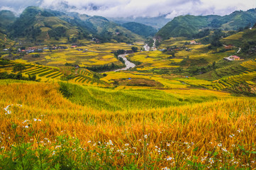 Obraz premium Terrace field rice on the harvest season at bac son valley, lang son province, famous tourist destination in northwest Vietnam and harvest season on september each year