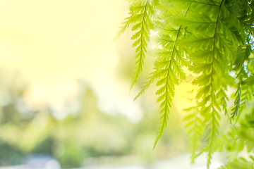 Fern leaf with sunlight in the morning , Selective focus. © redkphotohobby