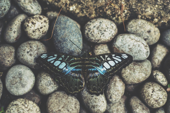 Butterfly sitting on pebbles
