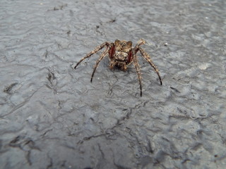 orbweaver crossing the blacktop