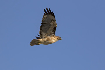 Bird hawk soars high above