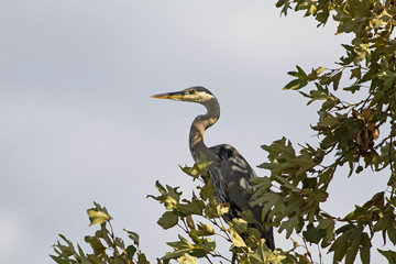 Obraz premium Bird heron at tree perch