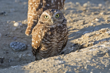 Bird burrowing owls