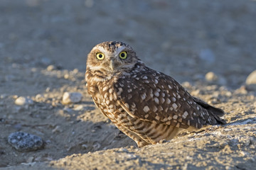 Bird burrowing owl at desert nest