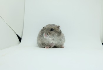 Close-up of a little winter white hamster with white background, selective focus