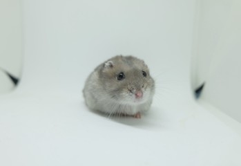 Close-up of a little winter white hamster with white background, selective focus