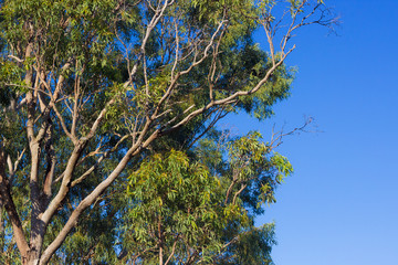 Australian Gum Tree in Spring