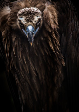cinereous vulture in studio