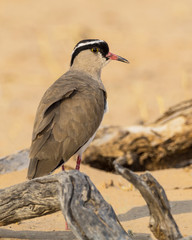 Crowned Lapwing