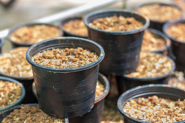 flowerpots in houseplant