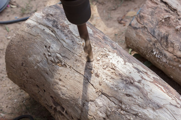 People use a drill hole to wood for mushroom cultivation.