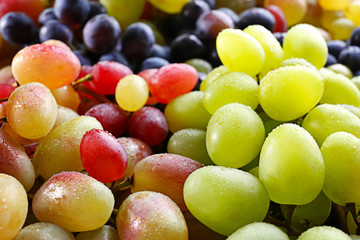 Different varieties of grapes, closeup