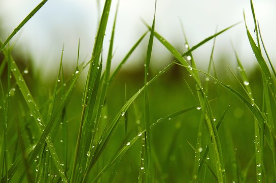 View of rain drops on blades of green grass in spring