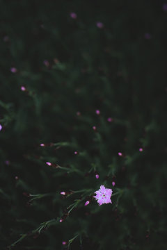 Dianthus