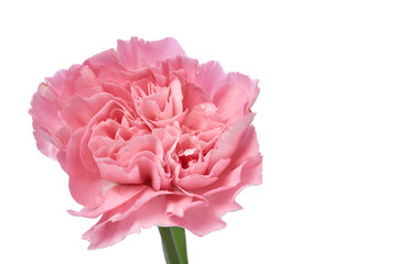 Obraz premium Single pink Carnation