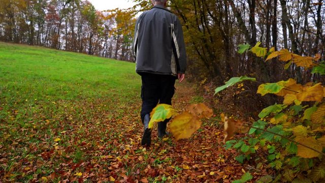 Man walks next to forest and touching autumn branch - (4K)