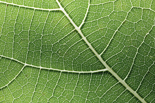 Macro of a green leaf