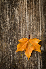 Obraz premium Autumn maple leaf over old wooden background