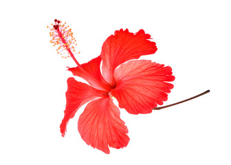 red hibiscus or chaba flower isolated on white background