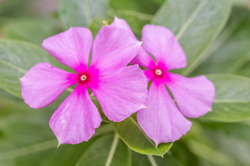 pervenche de Madagascar, plante médicinale 