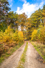 Fototapeta na wymiar Golden autumn scenery in the forest with yellow leaves on trees and blue sky