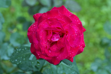 Dew drops on a red rose flower.