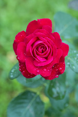 Dew drops on a red rose flower.