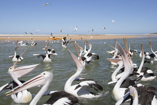 Pelican 19
