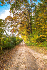 Fototapeta na wymiar Scenery of forest in autumn, scenic landscape with path between trees and colorful nature at fall