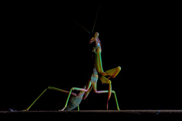 Mantis, macro photography common green mantis or pray mantis isolated on black background