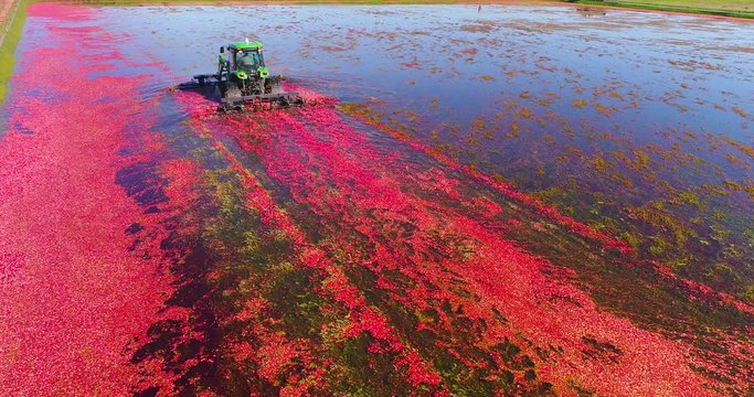 Beautiful red magenta cranberries surface after being agitated by tractor, ready for harvest, aerial flyover.
