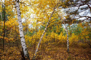 Autumn forest