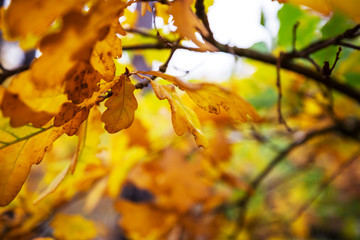 Autumn leaves