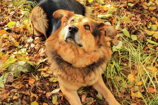 Shetland sheepdog in front of white background. Looks up