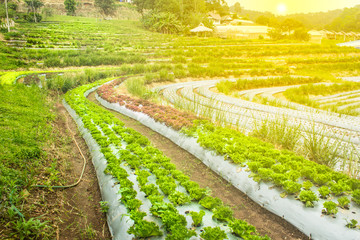 Naklejka premium Green Oak Lettuce planted red Oak Lettuce and a ladder on a mountain in the sun light,at Mae Rim, Chiang Mai, Thailand.