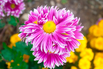 Beautiful lilac pink chrysanthemum as background picture. Chrysanthemum wallpaper, chrysanthemums in autumn.