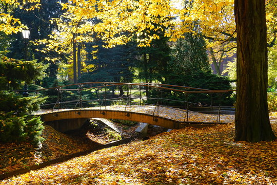     Small bridge in the autumn park - golden autumn in park 