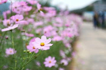 Obraz premium Cosmos road