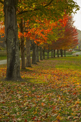 Row of Autumn Trees
