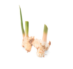 Greater galangal isolated on the white background.