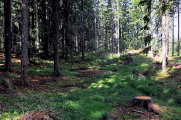 small swamp in the spruce forest