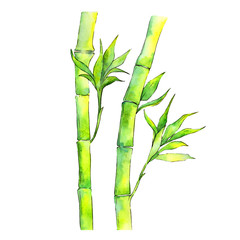 Tropical  bamboo tree in a watercolor style isolated. Aquarelle wild bamboo tree for background, texture, wrapper pattern, frame or border.