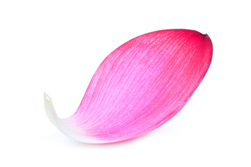 closeup of pink lotus petal isolated on white background