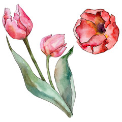 Wildflower tulip flower in a watercolor style isolated. Full name of the plant: tulip. Aquarelle wild flower for background, texture, wrapper pattern, frame or border.