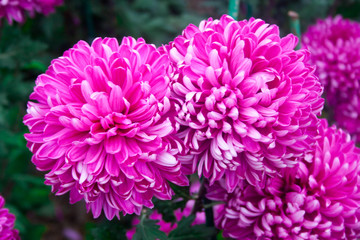 Beautiful lilac pink chrysanthemum as background picture. Chrysanthemum wallpaper, chrysanthemums in autumn.