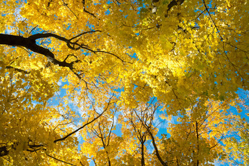 Park in autumn colors